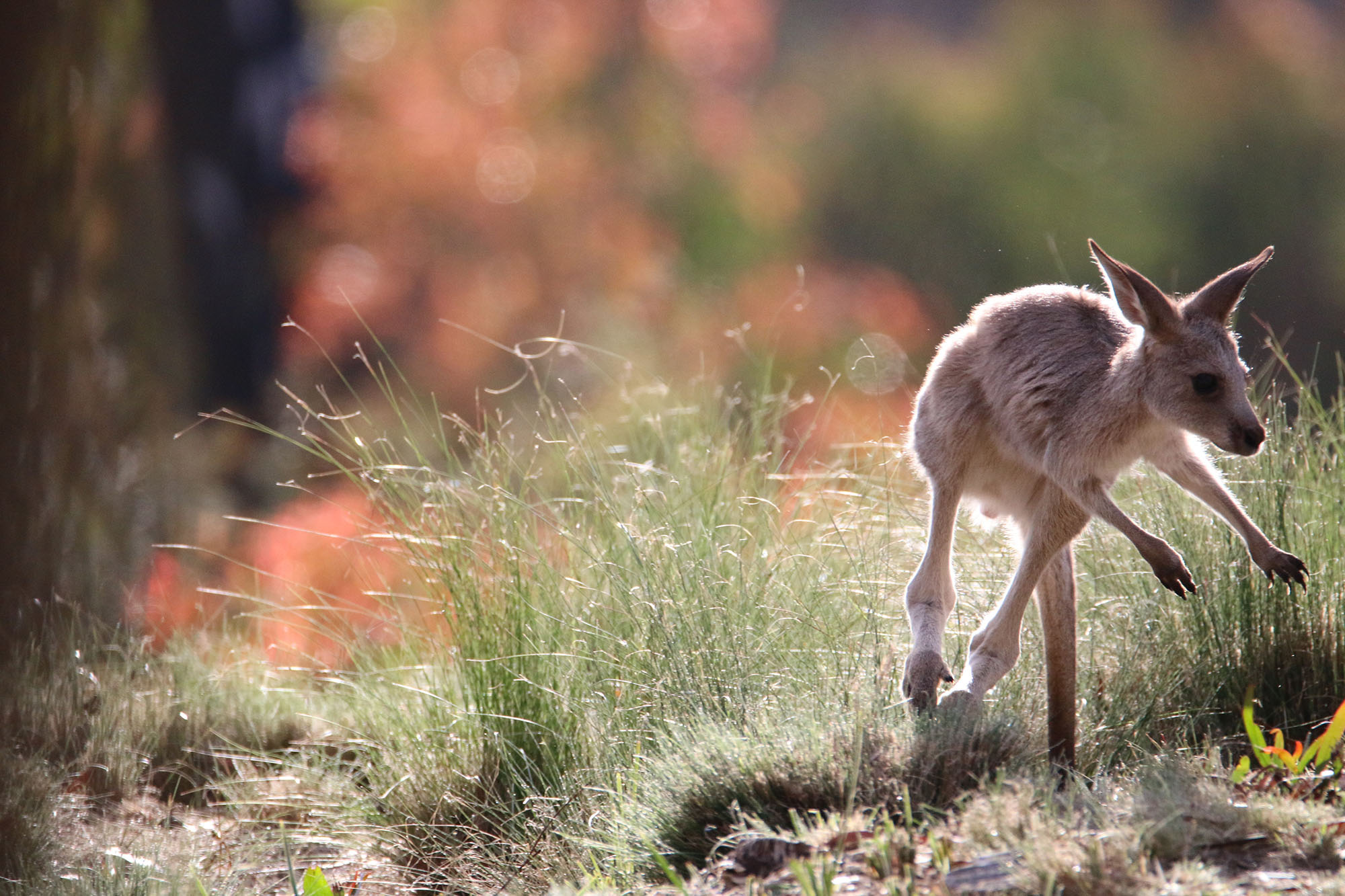 Kangaroo joey captured by RPS ecologist