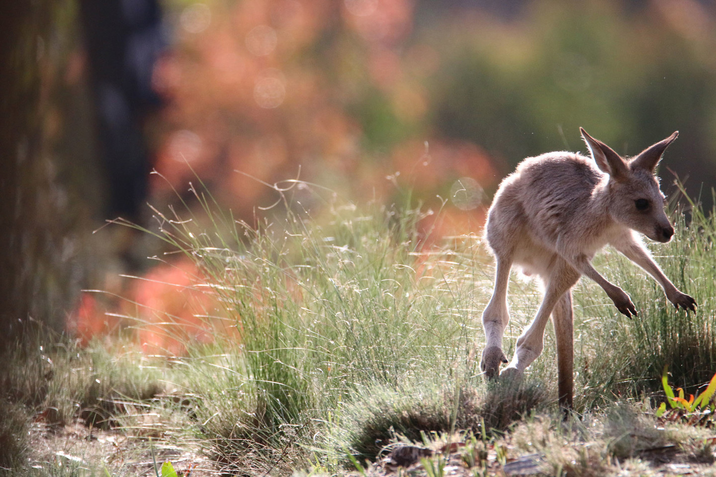 Kangaroo joey captured by RPS ecologist