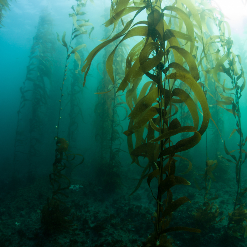 Californian kelp forest_AdobeStock_176903764.jpeg