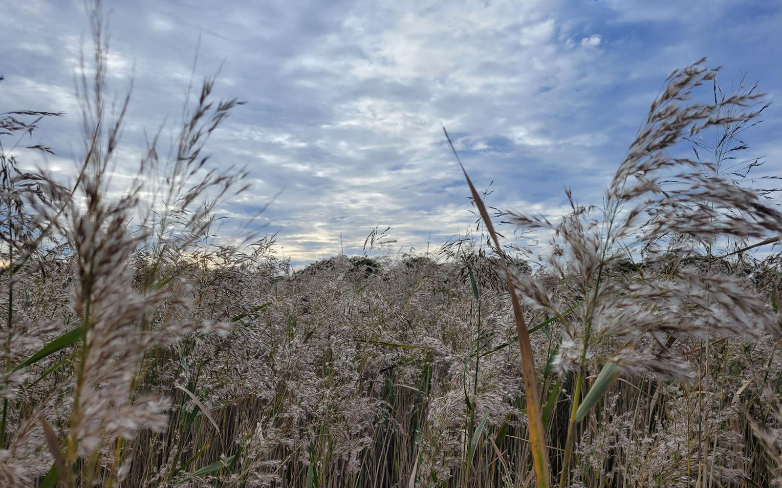 Phragmites australis – grasses in the area’s wetlands - FAST project Hunter region NSW