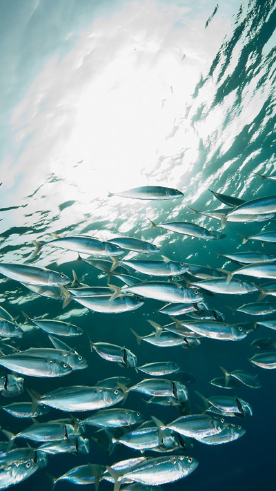 stock-image-mackerel.jpg