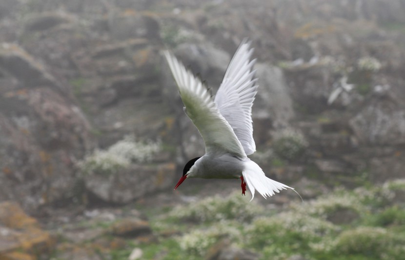Arctic Tern seabird mid flight