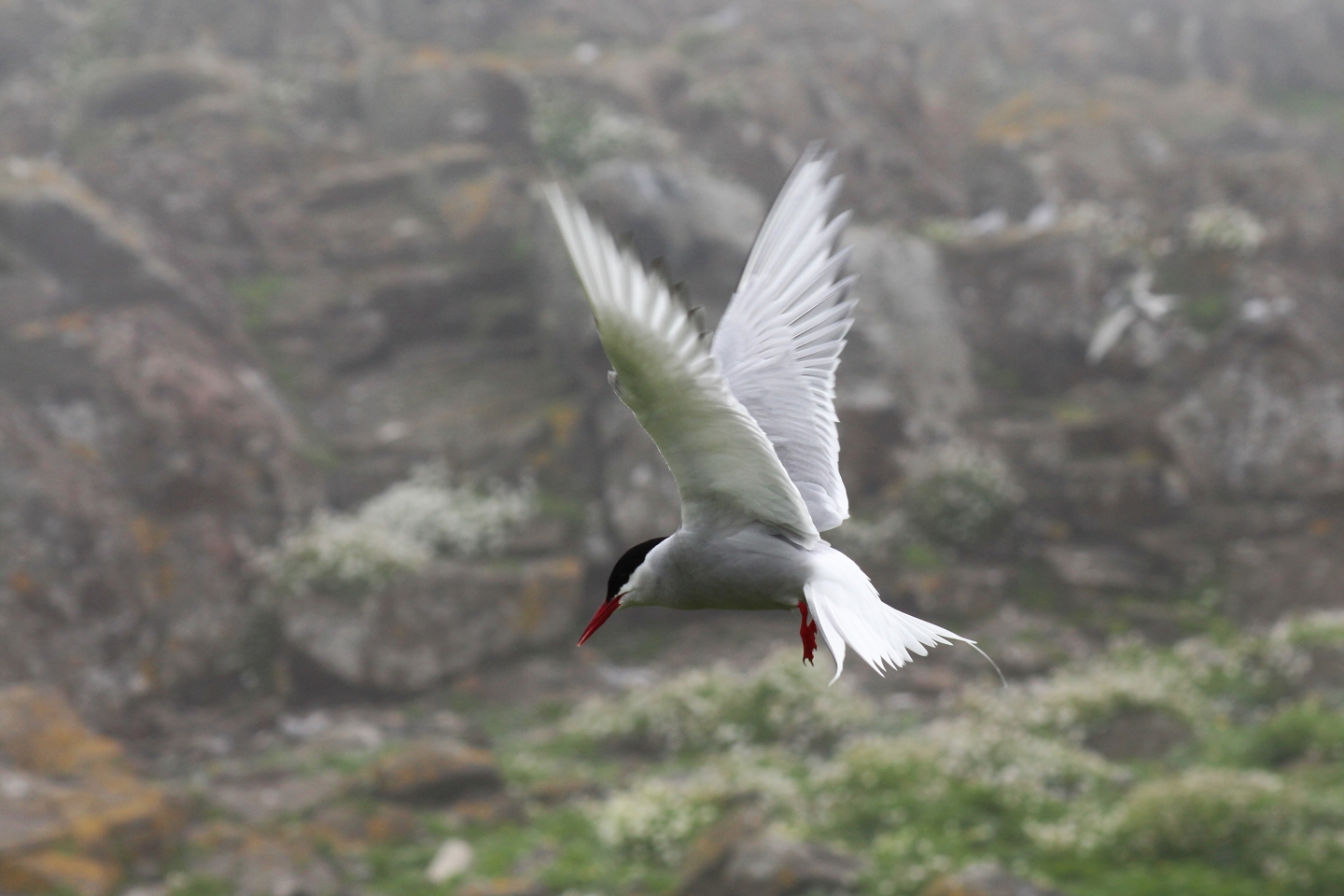 Arctic Tern seabird mid flight