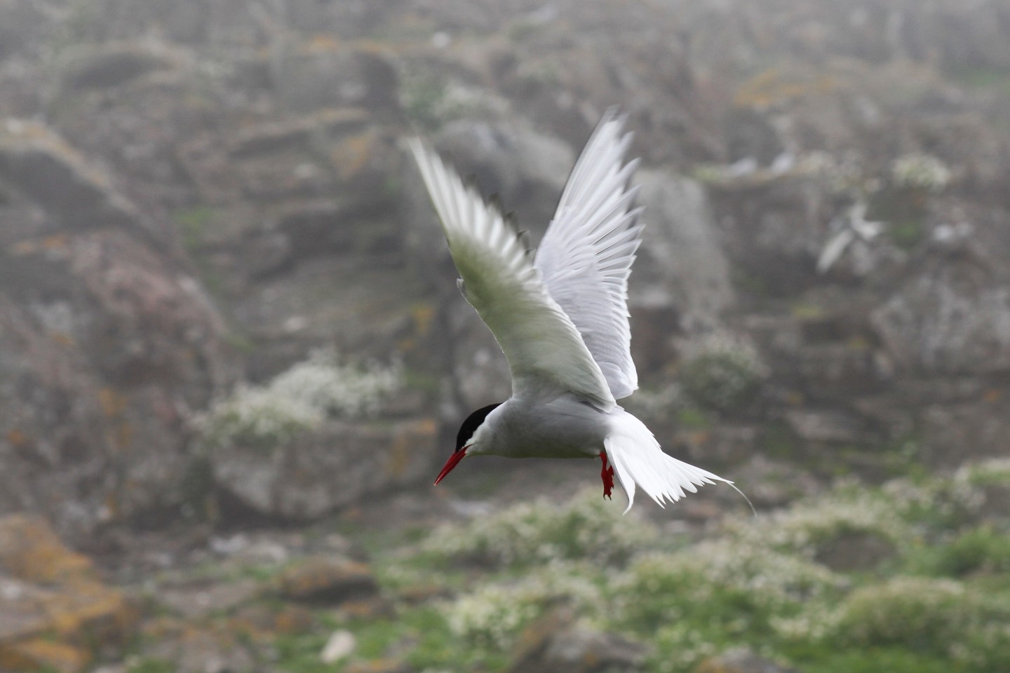 Arctic Tern seabird mid flight