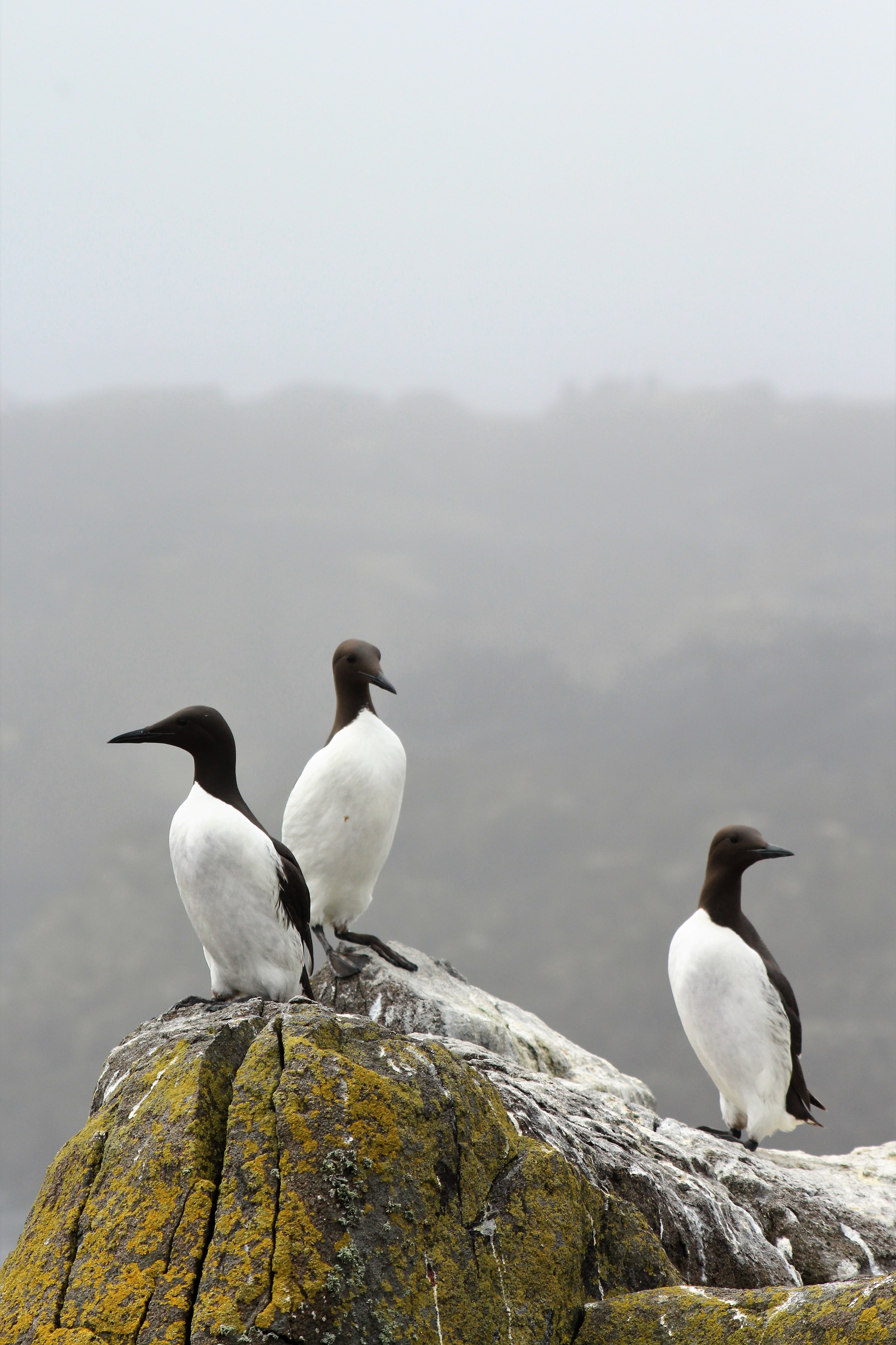 Guillemots perched on a rock