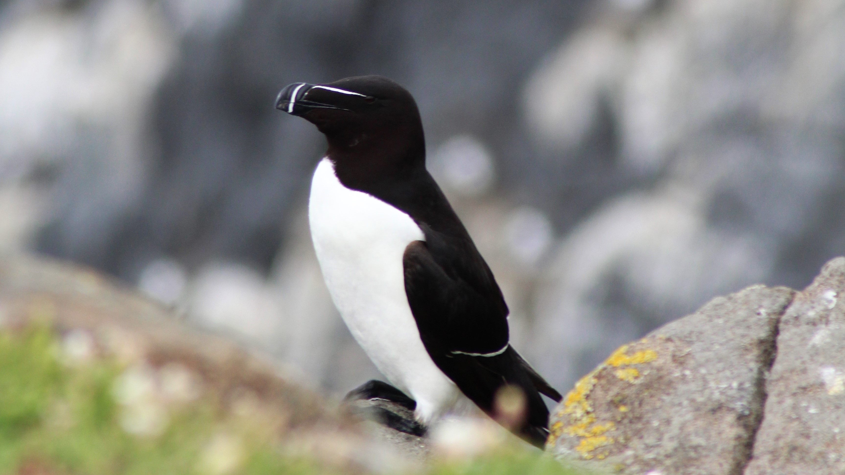 Razorbill sitting on Isle of May.