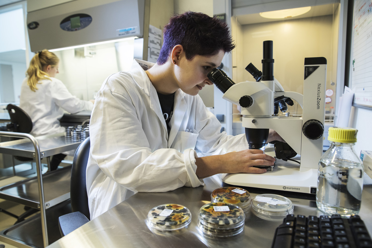 Testing in a laboratory environment, a person looks through a microscope at a sample in a petri dish
