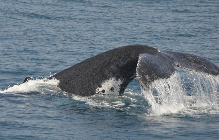 Humpback whale.jpg