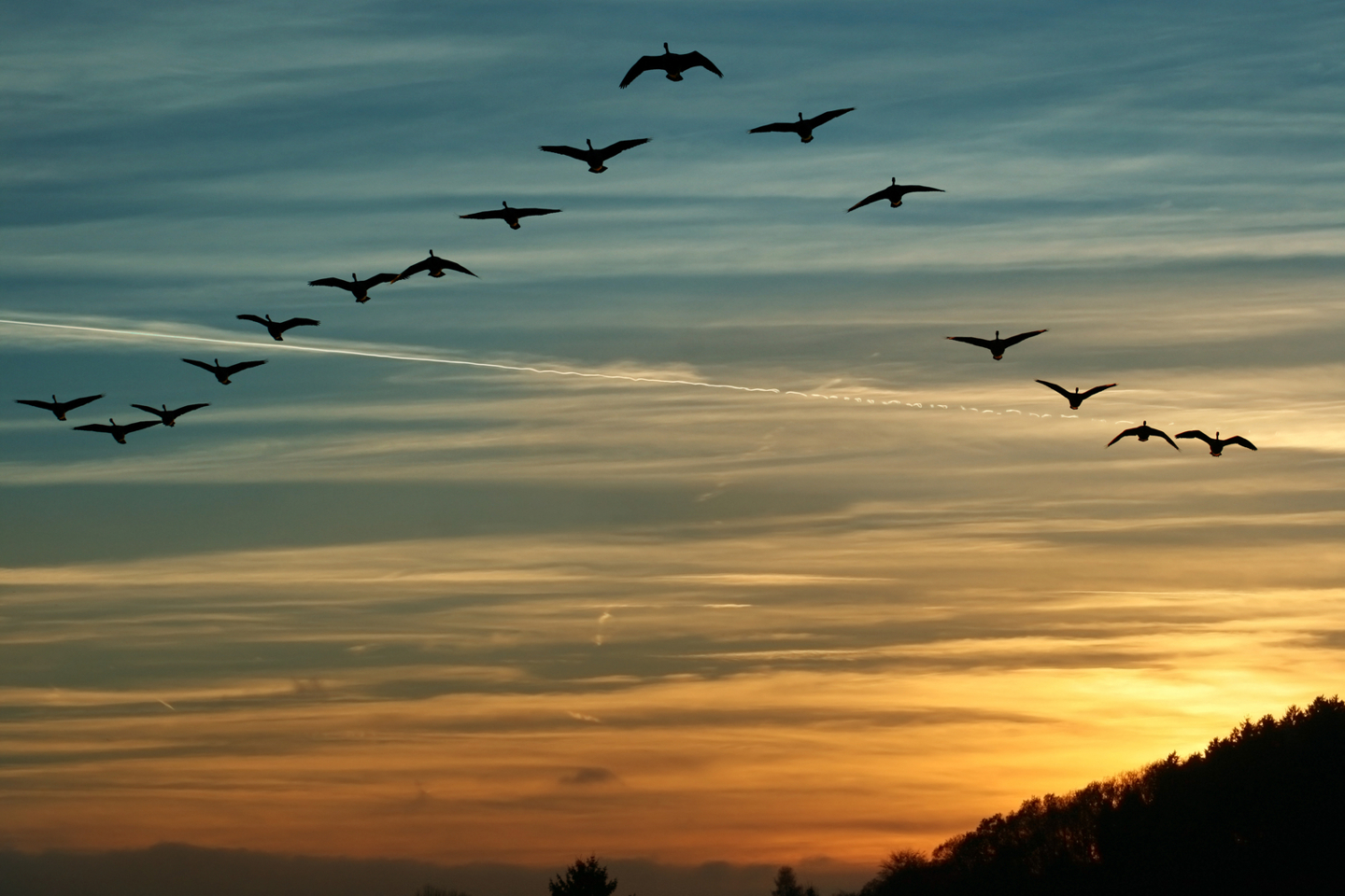 flying geese - birds.jpg