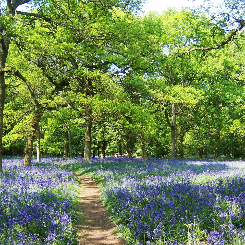 Forest showing trees and bluebells in bloom 