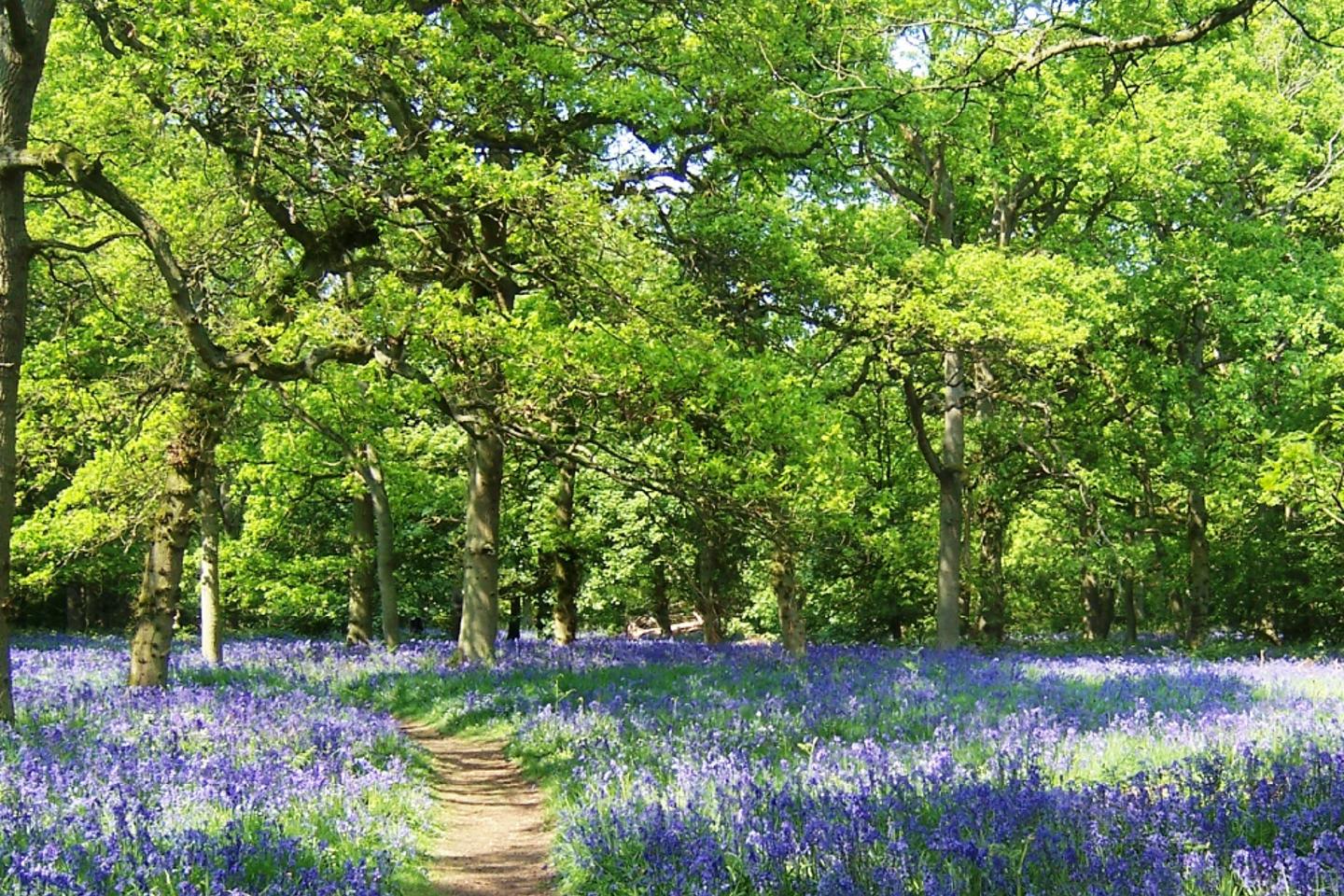 Forest showing trees and bluebells in bloom