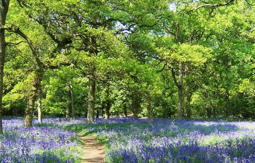 Forest showing trees and bluebells in bloom
