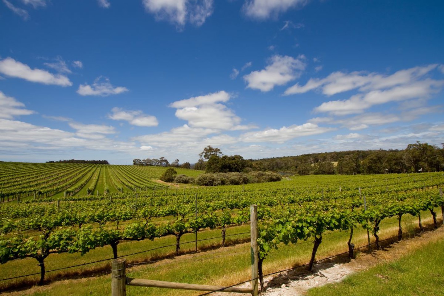 View of a vineyard, with a valley full of vines in neat rows. Margaret River, Australia.