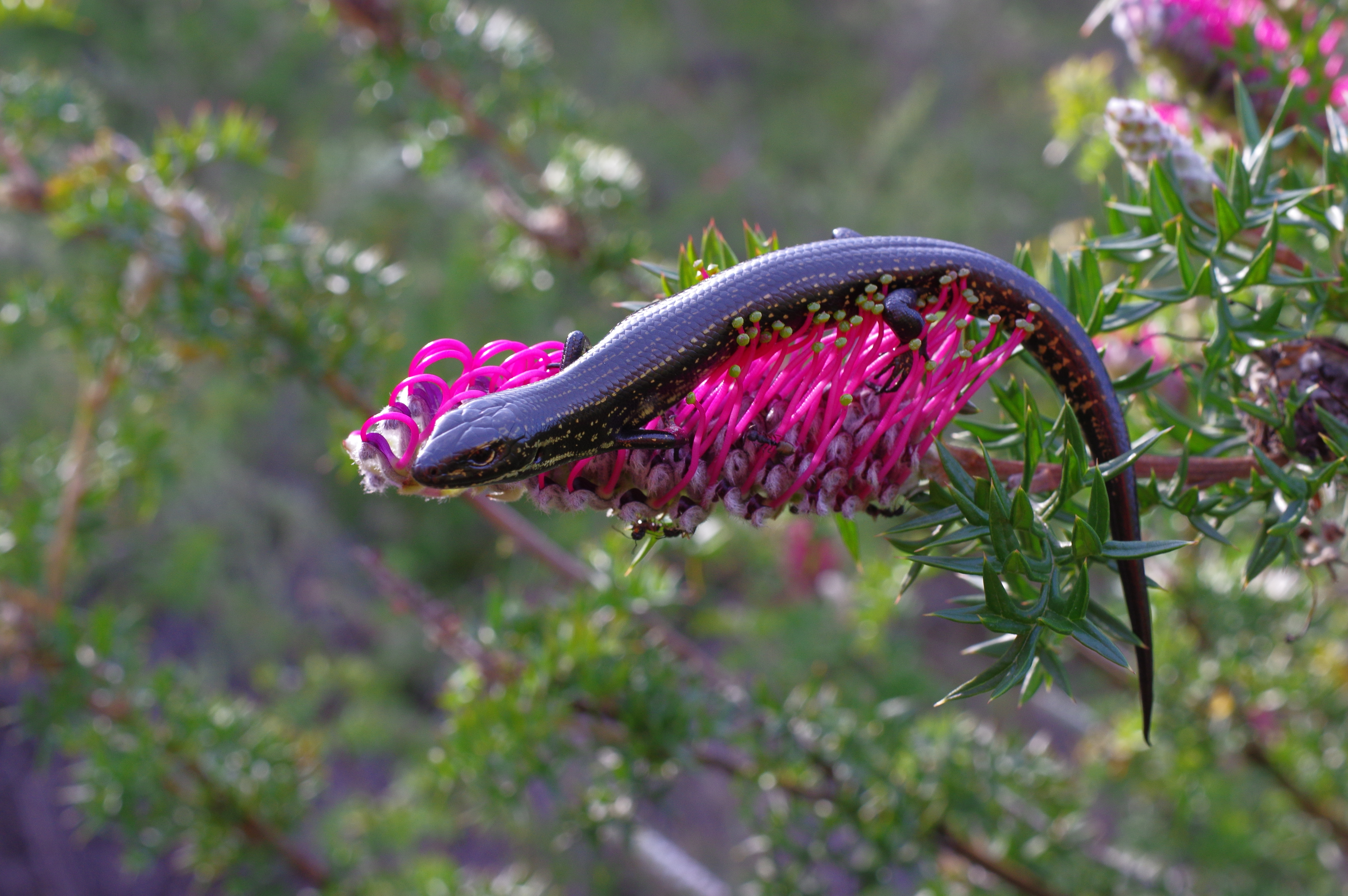 Blue Mountains Water Skink on top of a purple flower 