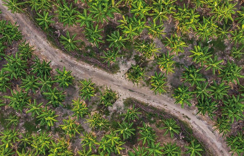 Tropical rainforest with a dirt road running through