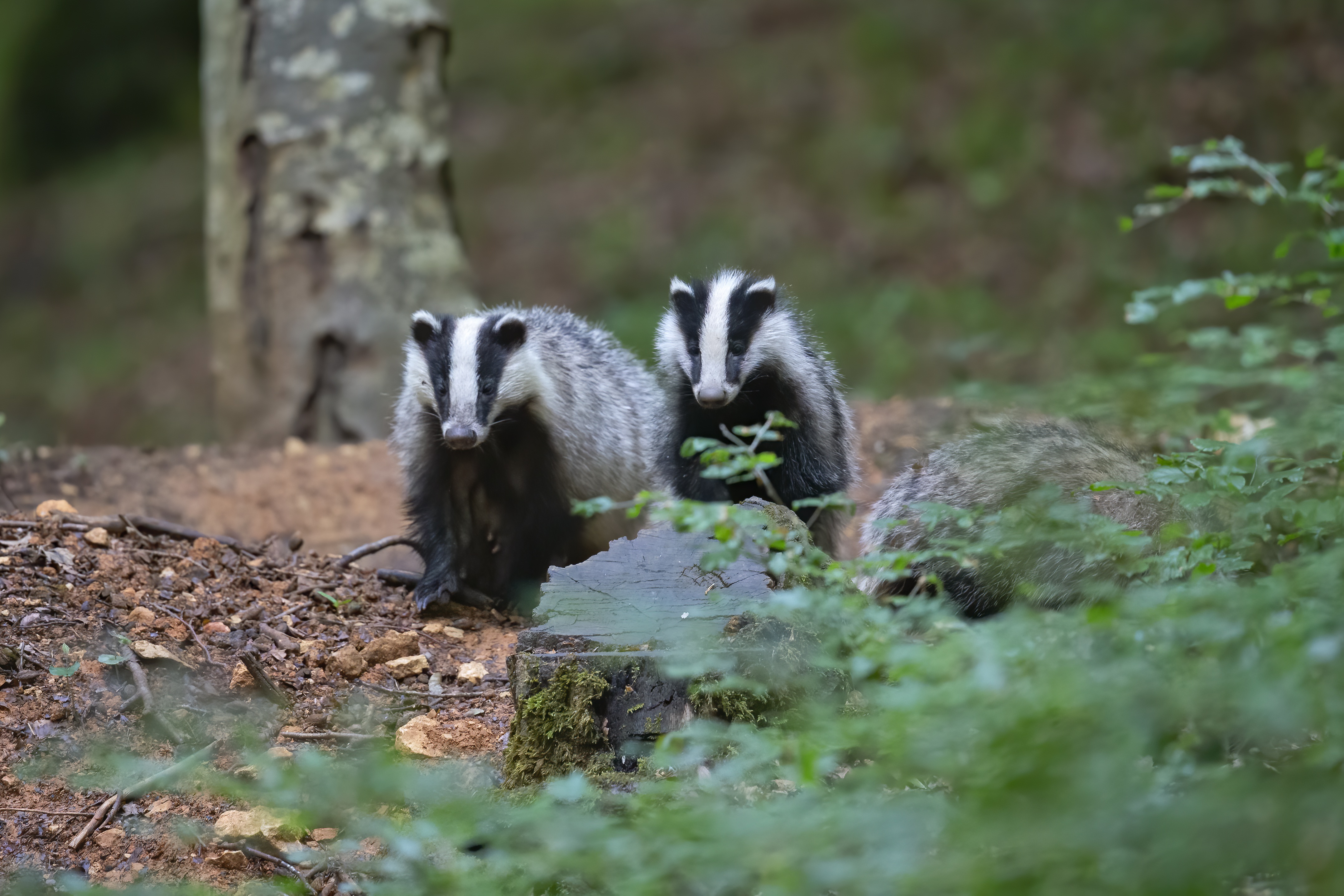 Two badgers in a woodland