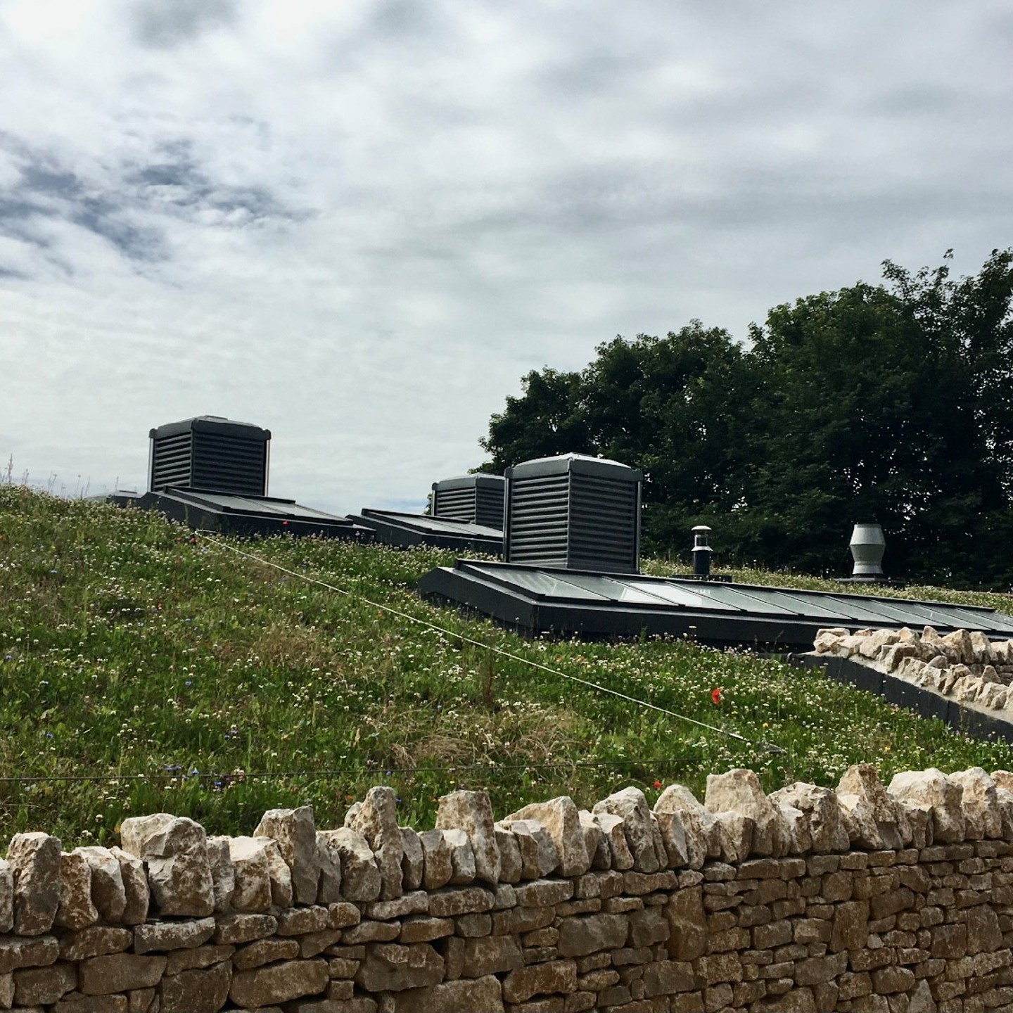 Green roof on building with windows 