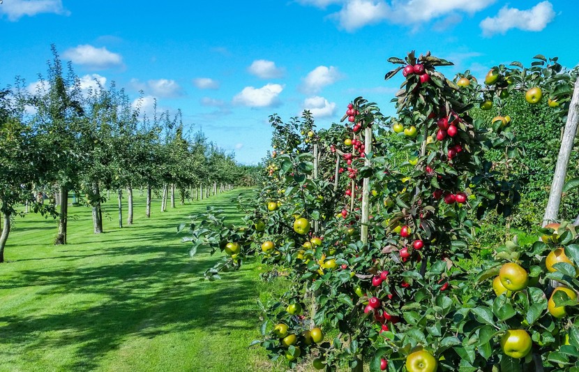 Apple trees with fruit