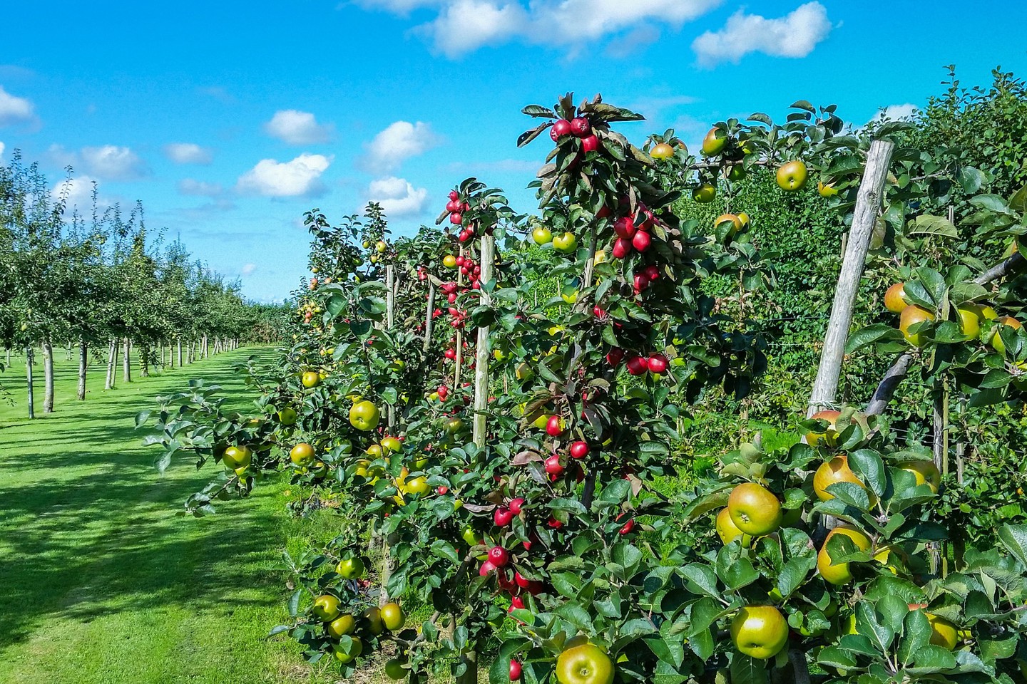 Apple trees with fruit