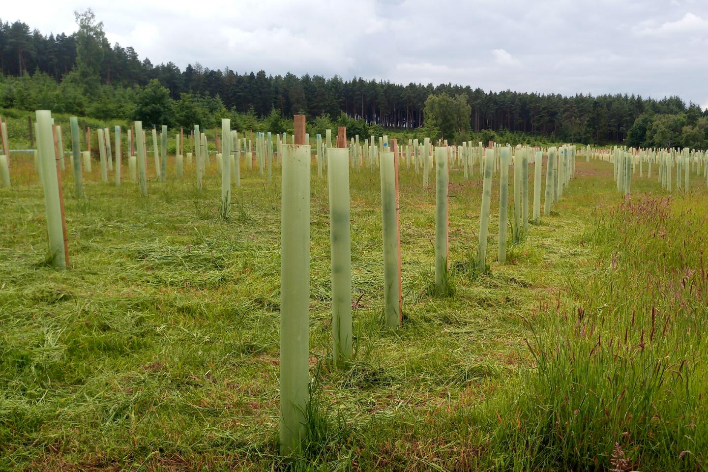 Rows of newly planted young trees wrapped in protective layer
