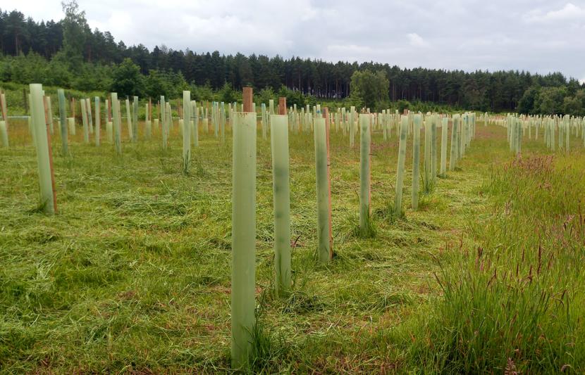 Rows of newly planted young trees wrapped in protective layer