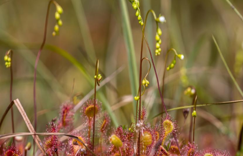 Peatlands in nature and the environment