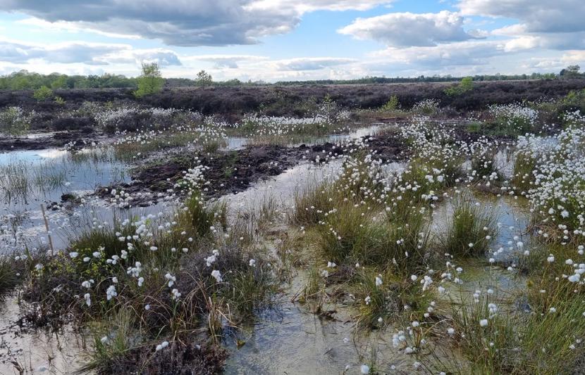 A field of Irish peatlands