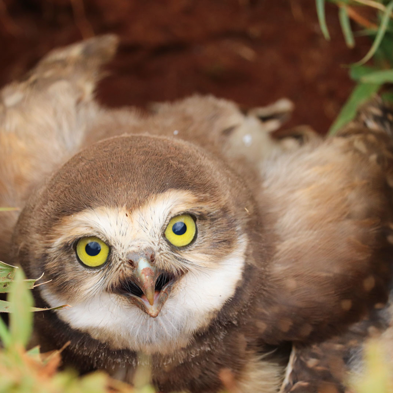 Burrowing owl chick hiding in a hole surrounded by grass and looking straight