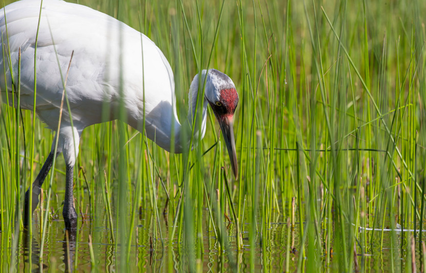 Whooping crane ( Grus Americana) Saskatchewan, Canada