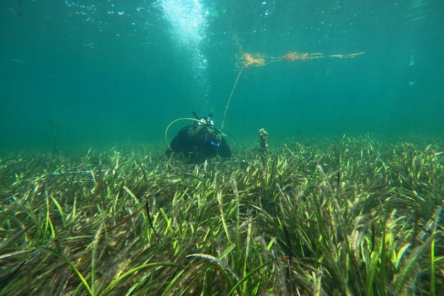 Diving underwater to monitor seagrass