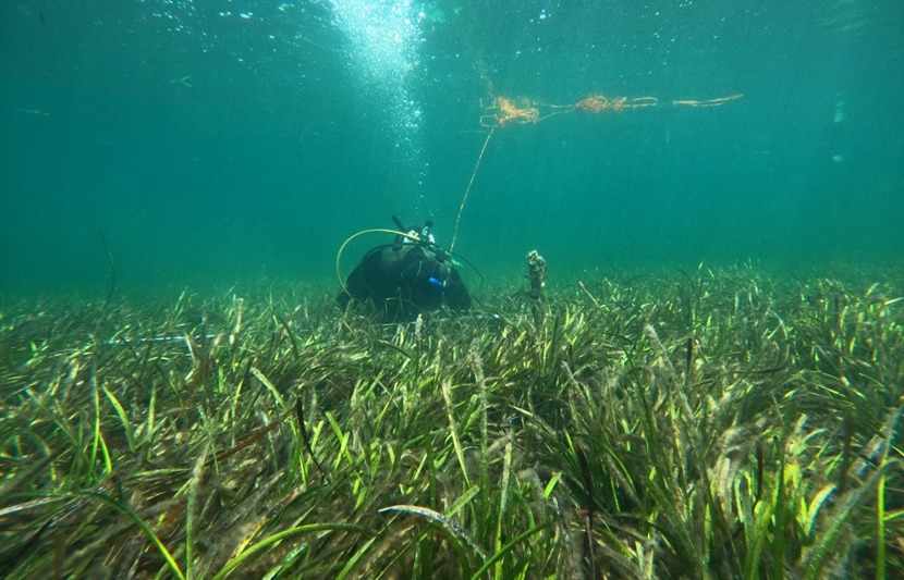 Diving underwater to monitor seagrass