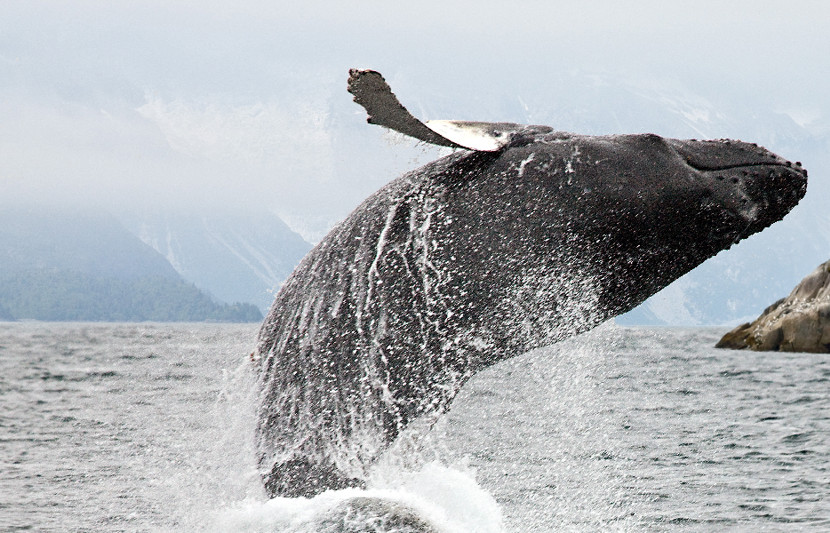 Breaching whale