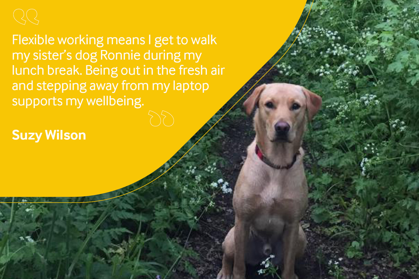 Employee photo of dog with testimonial reading "flexible working means I get to walk my sister's dog Ronnie during my lunch break. Being out in the fresh air and stepping away from my laptop supports my wellbeing".
