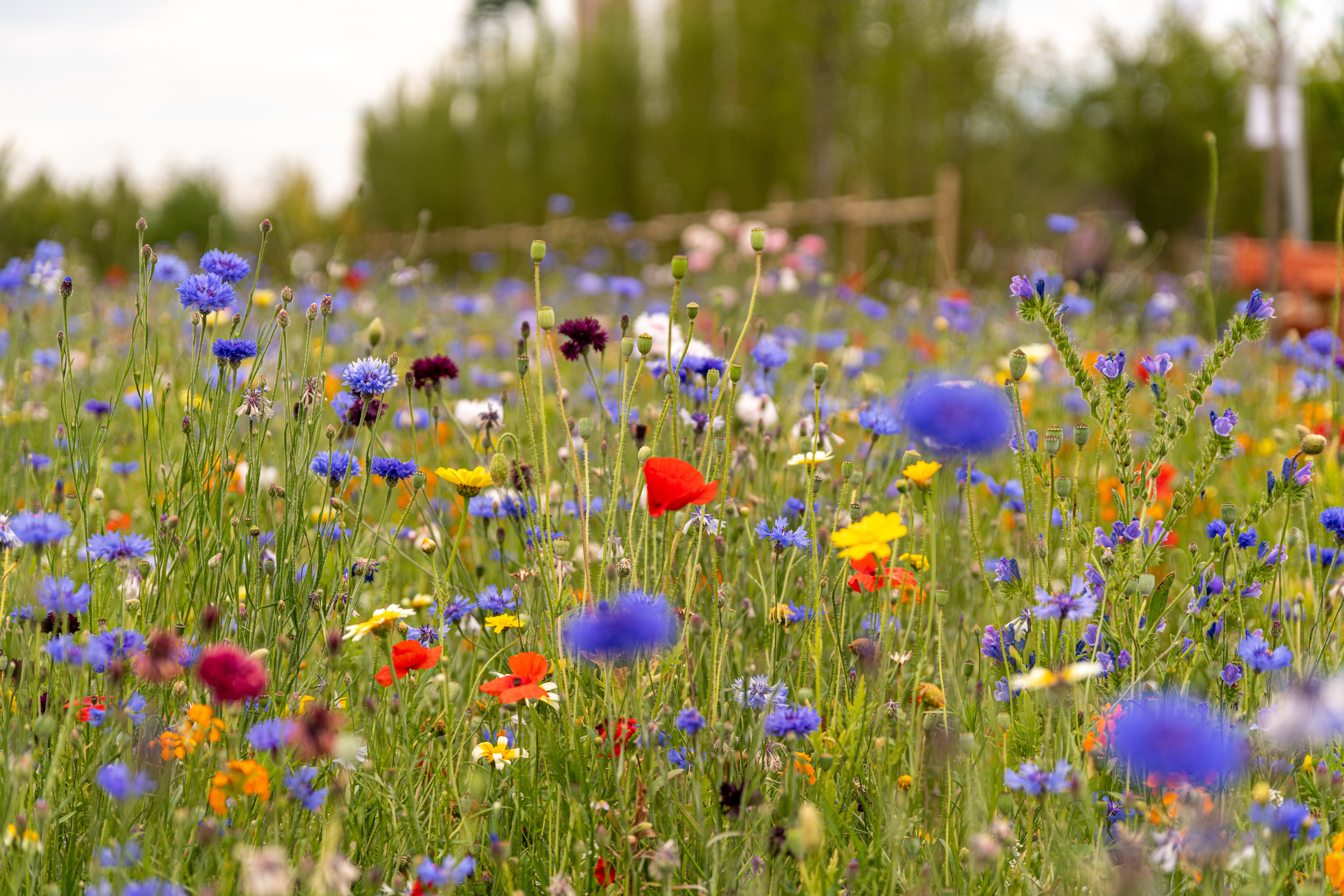 Wildflower meadow