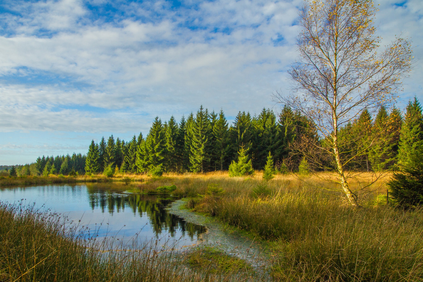 peatland environment