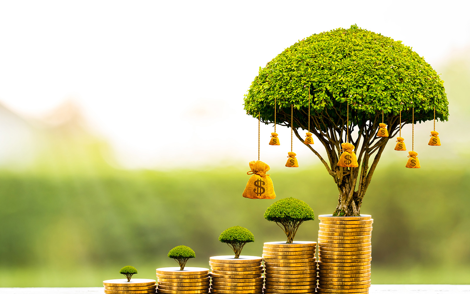 An image of money growing on a miniature tree. 