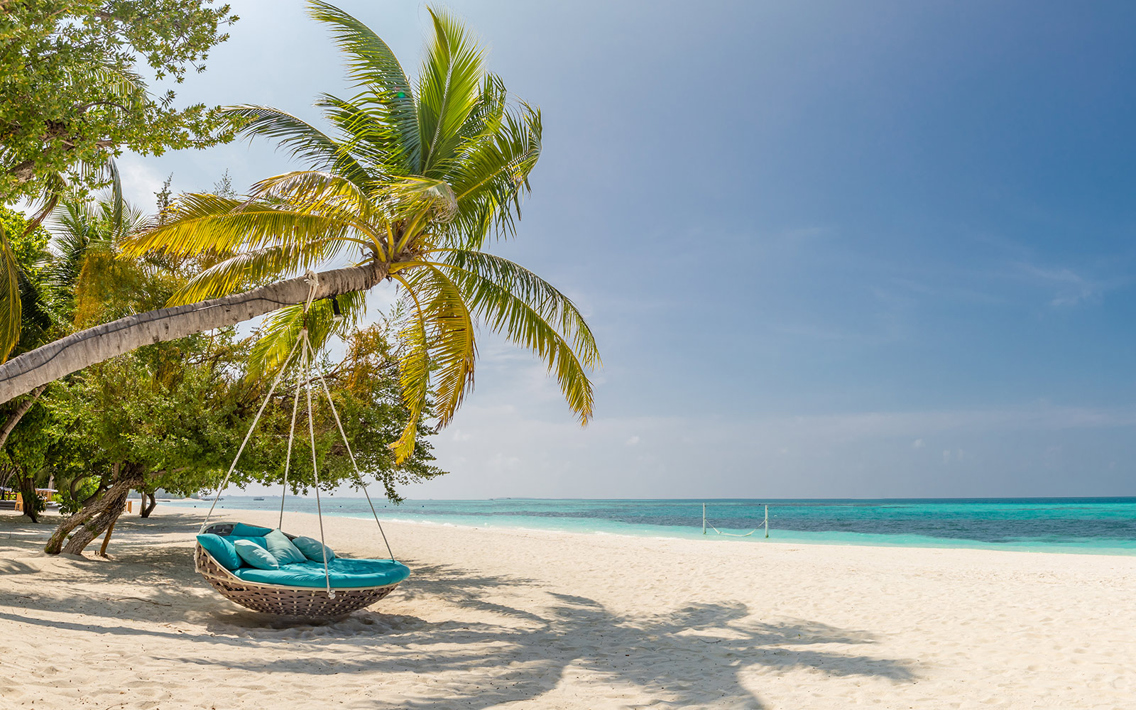 A blue swing hangs from a tree on a tropical island