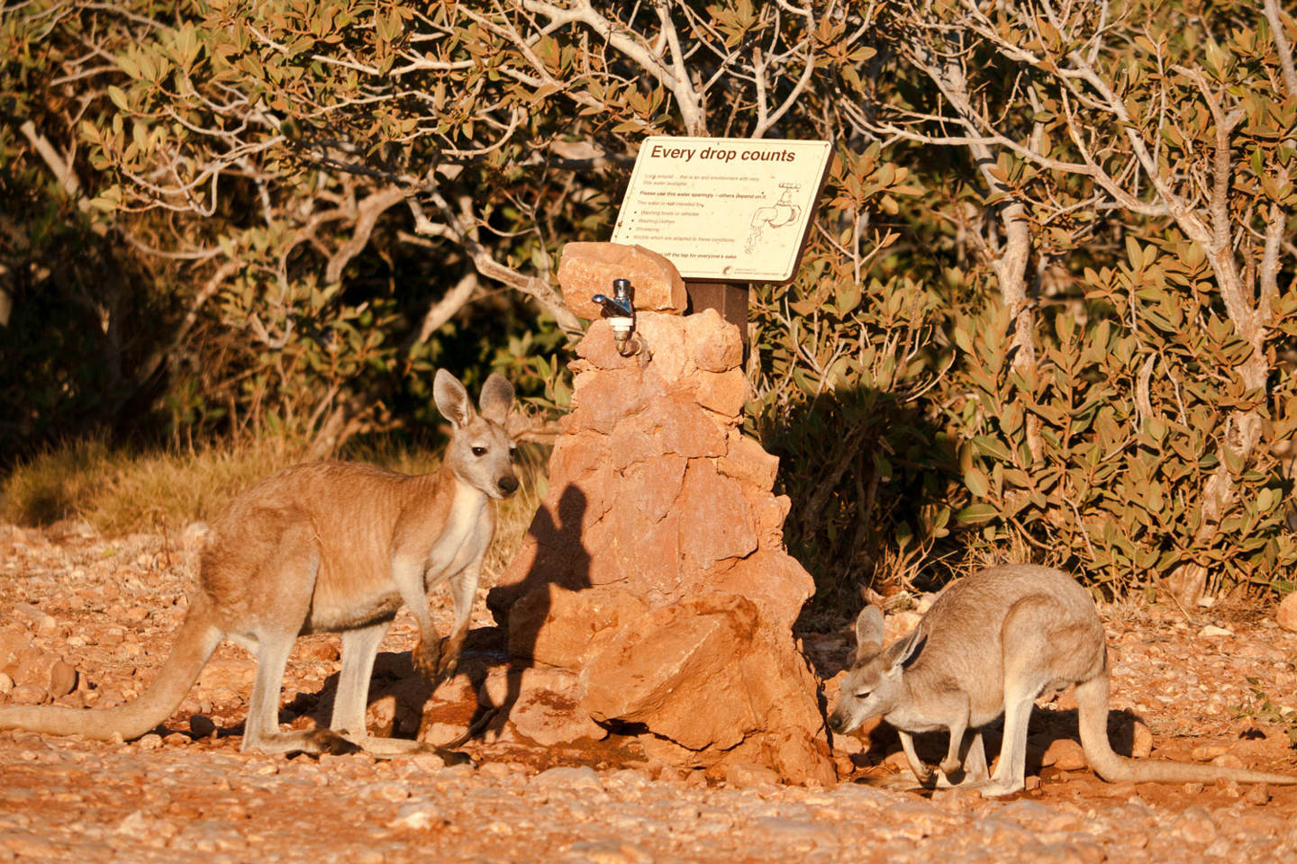 Waterforaustralians Waterefficiency