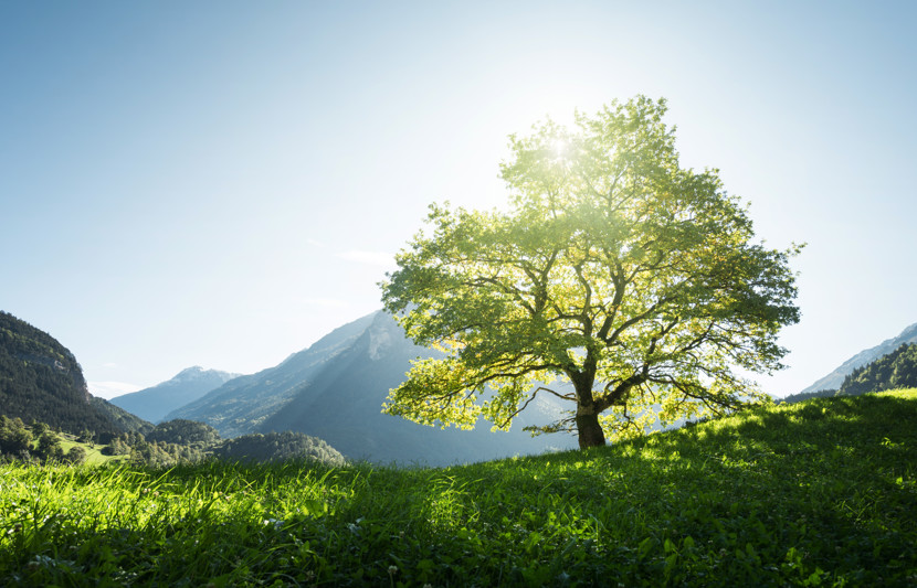 Adobestock 181291008