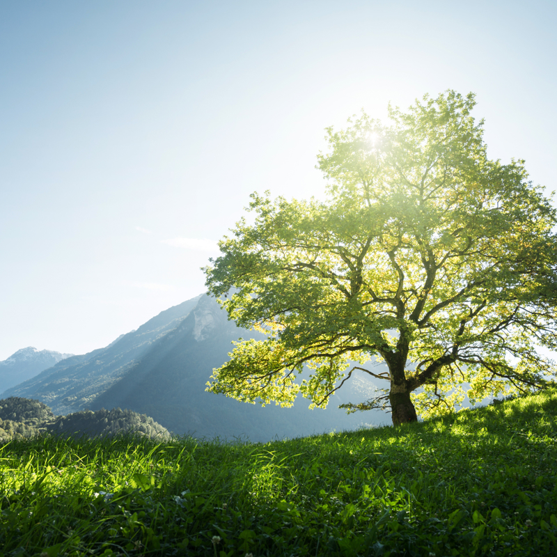 Adobestock 181291008