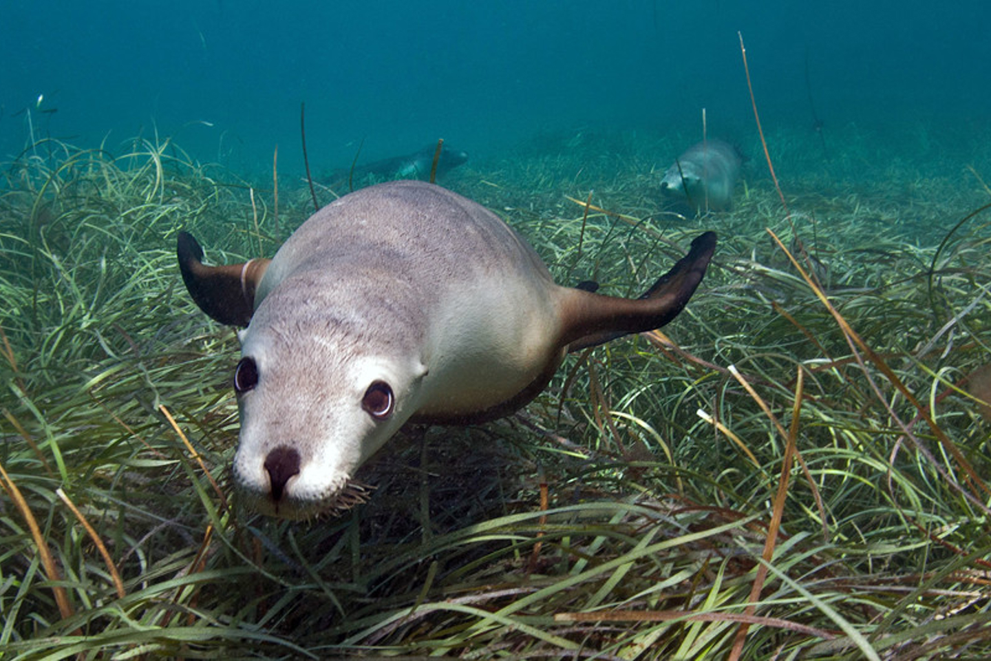 Seagrass Benthic Species Seal