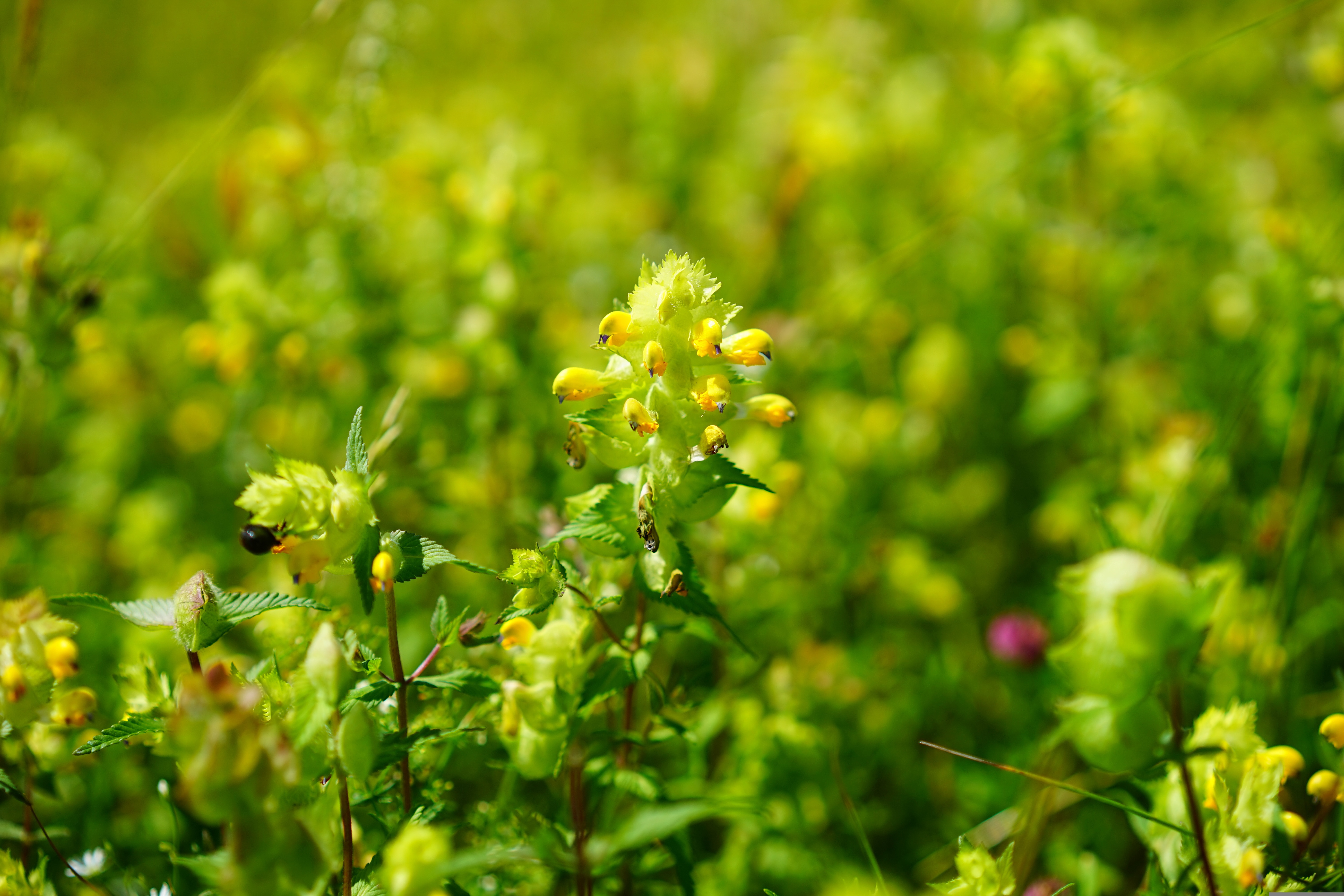 Close up of yellow rattle