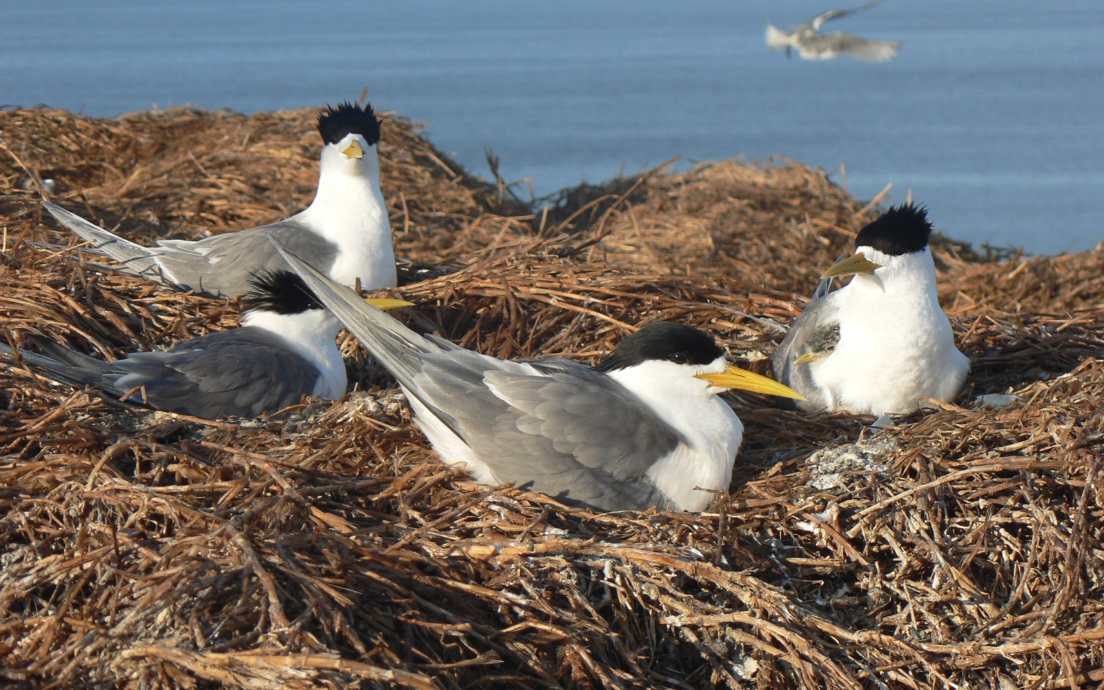 A group of crested tern on Montague Island