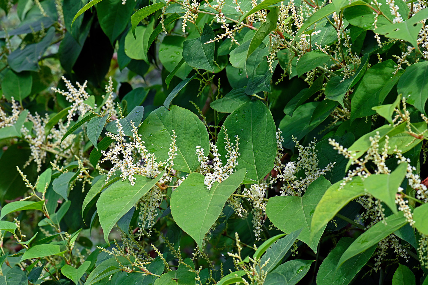 knotweed