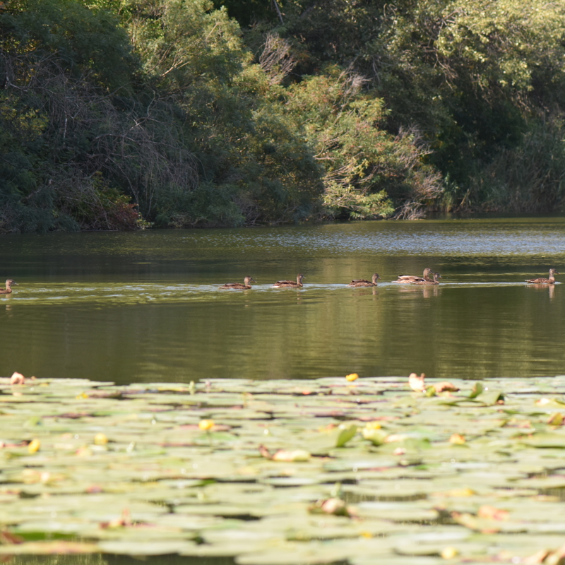 Adobestock 1774050129