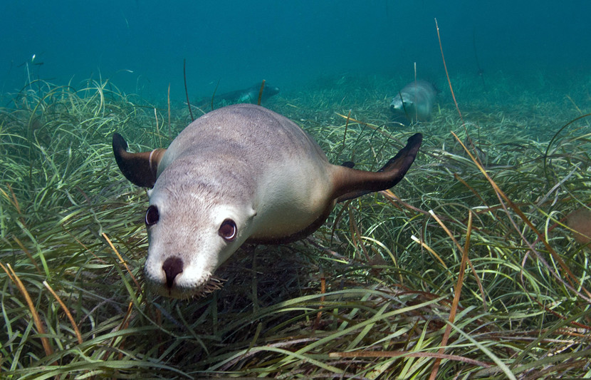 Seagrasses are a key benthic species. 

Image: fur seal swimming over seagrass meadow, shallow clear water 